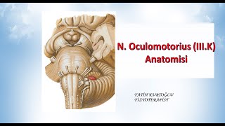 Nervus Oculomotorius  Neuroanatomy  Nöroanatomi Konu Anlatımı 17 [upl. by Allemac]