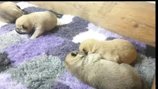 Shiba Inu puppies 12 days old  Nursery at Huskesterra Kennel of shibainu 20241106 [upl. by Reivilo]