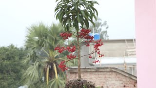 Ardisia plant  New collection grow and care [upl. by Eniluqaj]