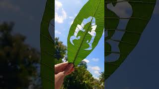 Bhagvan Mahavir Jayanti On leaf CarvingArtLeaf Art [upl. by Mansoor]