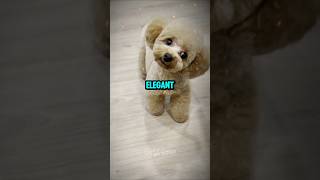 Poodle dog one of the most popular dog shorts ytshorts trending youtubeshorts [upl. by Lleryt]