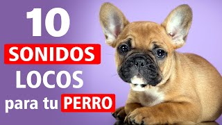 10 Sonidos LOCOS para Tu Perro [upl. by Castra]