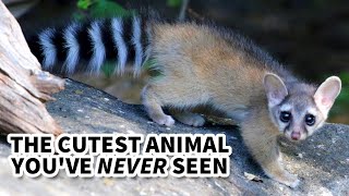 Ringtail Facts the ANIMAL Youll NEVER SEE 🦝 Animal Fact Files [upl. by Norval]