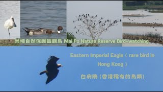 米埔自然護理區觀鳥 Mai Po Nature Reserve Birdwatching [upl. by Sikleb]