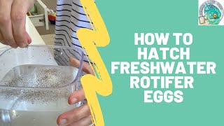 How to Hatch Freshwater Rotifer Eggs [upl. by Etterrag]