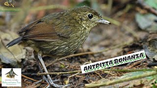 Cundinamarca Antpitta Birdwatching Colombia Endemica Tours Colombia [upl. by Animor]