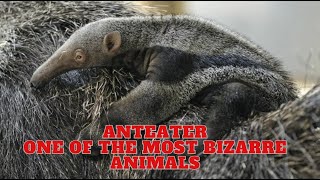 Anteater  One Of The Most Bizarre Animals [upl. by Nirek]