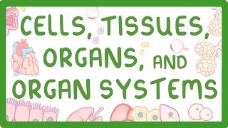 GCSE Biology  Levels of Organisation  Cells Tissues Organs and Organ Systems [upl. by Ebert699]