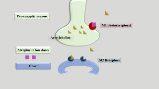 Biphasic Response of Atropine on Heart [upl. by Anowahs895]