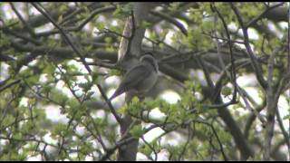 Getting to grips with warblers 2 Blackcap Vs Garden Warbler [upl. by Kluge]