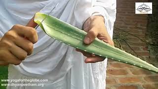 How to Use Fresh Aloevera  Remove Poison from Aloevera Plant Before Use  Nityanandam Shree [upl. by Little694]