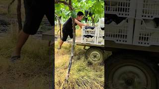 Grape Harvest fruit agriculture farming [upl. by Atikahs]