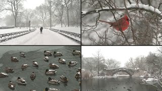 Schnee verzaubert Central Park in New York  AFP [upl. by Eart]