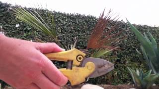 Les outils de jardinage  Comment bien utiliser un outil à tailler [upl. by Fanchette772]