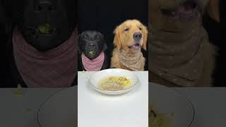 Today We Eat Noodles With Dumplings And Vegetables Labrador and Golden Cute Pet Debut Plan [upl. by Sandell]