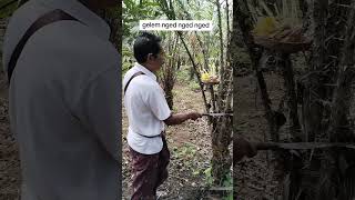 Tumpek warige tumpek ngatag hindu bali shortsvideo [upl. by Netsruk]