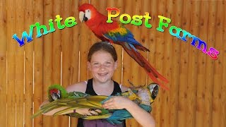 Parrot show in Long Island at White Post Farms [upl. by Portwin523]