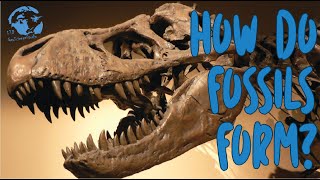 How do Fossils Form [upl. by Biddie]