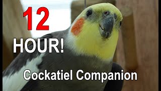 Cockatiel Companion 12 HOURS of BIRD NOISE Play this to your Cockatiel [upl. by Gabe]