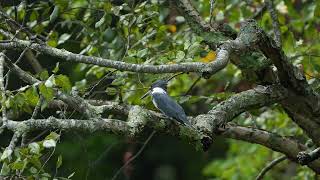 Belted Kingfisher Fly By [upl. by Anerres]