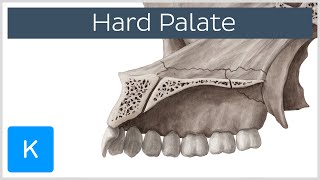 Hard palate  Function Definition amp Anatomy  Human Anatomy  Kenhub [upl. by Meldoh540]