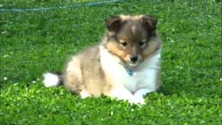 85 week old sheltie puppies playing in the garden [upl. by Xirdnek]