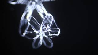 This Time Lapse Video of Snowflakes Being Formed is Absolutely Beautiful «TwistedSifter [upl. by Ayatnahs486]