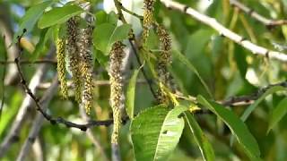 Fluff Seeds of Largeleaved Willow Tree Dispersing by Autumn Wind [upl. by Ellary496]