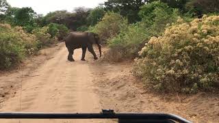 Elephant Trumpets a Warning then Charges our Jeep [upl. by Oinota]