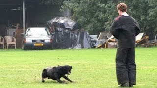 KNPV hard attacks Black malinois Macho BRN 8039 [upl. by Ettelloc]