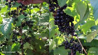 Growing Blackcurrants in North America  Tahsis  Incredible yields flavor and growth [upl. by Iral]