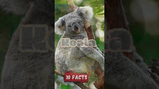 Koalas interesting 10 Facts for Kids Educational Video Australias Beloved Marsupials koalafacts [upl. by Ardnal]