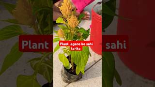 Plant Lagane ka sahi tarika aur sahi time gardening shortvideo viralvideo youtubeshorts [upl. by Efioa550]