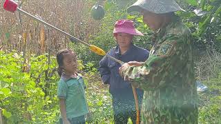 Go spray insecticide on Vinh orange treesnatural life [upl. by Hakaber]