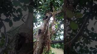 adventitious root in baniyan tree neet [upl. by Phila905]