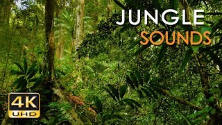 4K Jungle Sounds  Exotic Birds Singing  Tropical Forest  Relaxing Nature Video  Ultra HD  2160p [upl. by Rawdin]