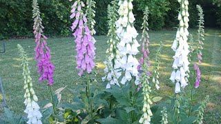 Foxglove From Seed 🩷🤍 [upl. by Melinda51]