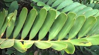 ZAMIA Zamia furfuracea wwwriomoroscom [upl. by Laubin]