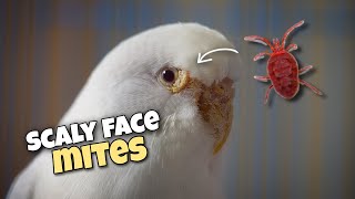 Budgie Scaly Face Mites  Symptoms Causes Treatment [upl. by Aneerehs144]