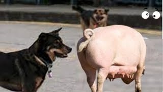 Dog and Pig Secrets of Dogs and Pigs Amazing Differences You Wont Believe [upl. by Gaskill]