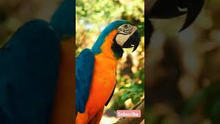 Macaw parrot parrot rareanimal cuteanimal animation aninallover explore [upl. by Seitz466]