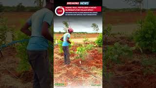 How to Spray 19All Fertilizer and Micronutrients on Guava Plants  Timber Sandalwood Farm [upl. by Loralie]