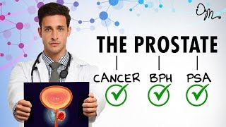 WHAT IS THE PROSTATE  BPH  Cancer  PSA  More  Doctor Mike [upl. by Speroni]