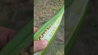 DONT TOSS THEM LARGE OKRA PODS YET WATCH THIS FIRST [upl. by Itsur]