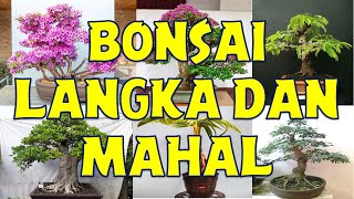 10 Jenis Pohon Bonsai Langka dan Berharga [upl. by Slen886]