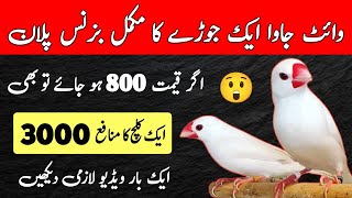 White Java One Pair Feasibility Report 2025  Java Sparrow Business Plan 2025  Mini Zoo [upl. by Roht]