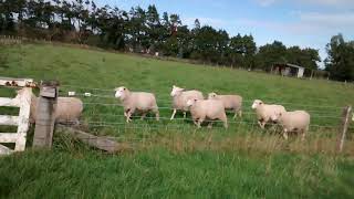 Hand reared lambs following the voice of the shepherd [upl. by Nett47]