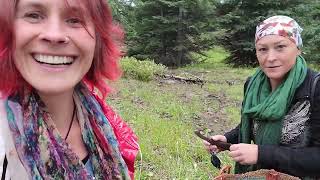 Amanita muscaria flavivolvata found above 12000ft Colorado [upl. by Siramad]