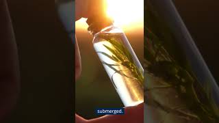 How to Make Stinging Nettle Root Tincture [upl. by Aivataj430]