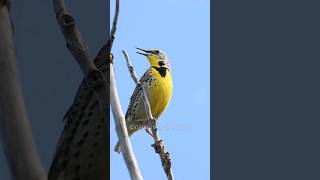 Hear the Western Meadowlark Calls [upl. by Epilihp]